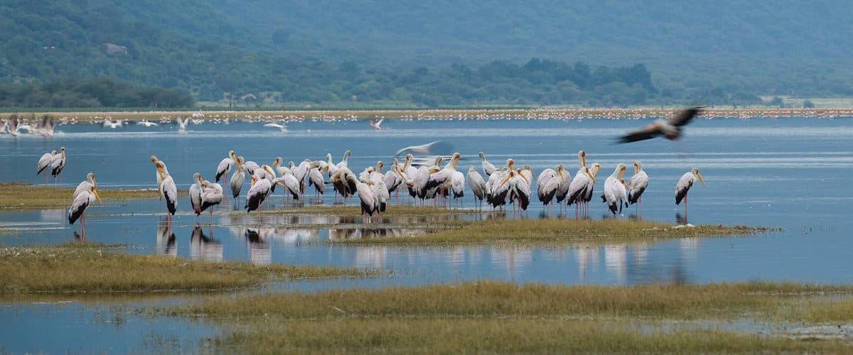 Waterbirds gathered along a shoreline