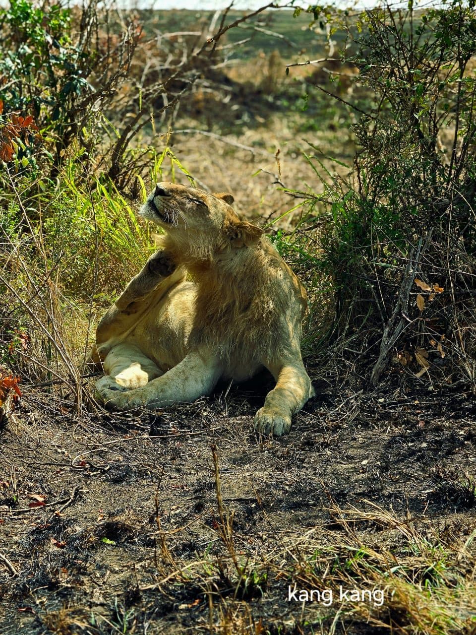 Lions resting in long golden grass