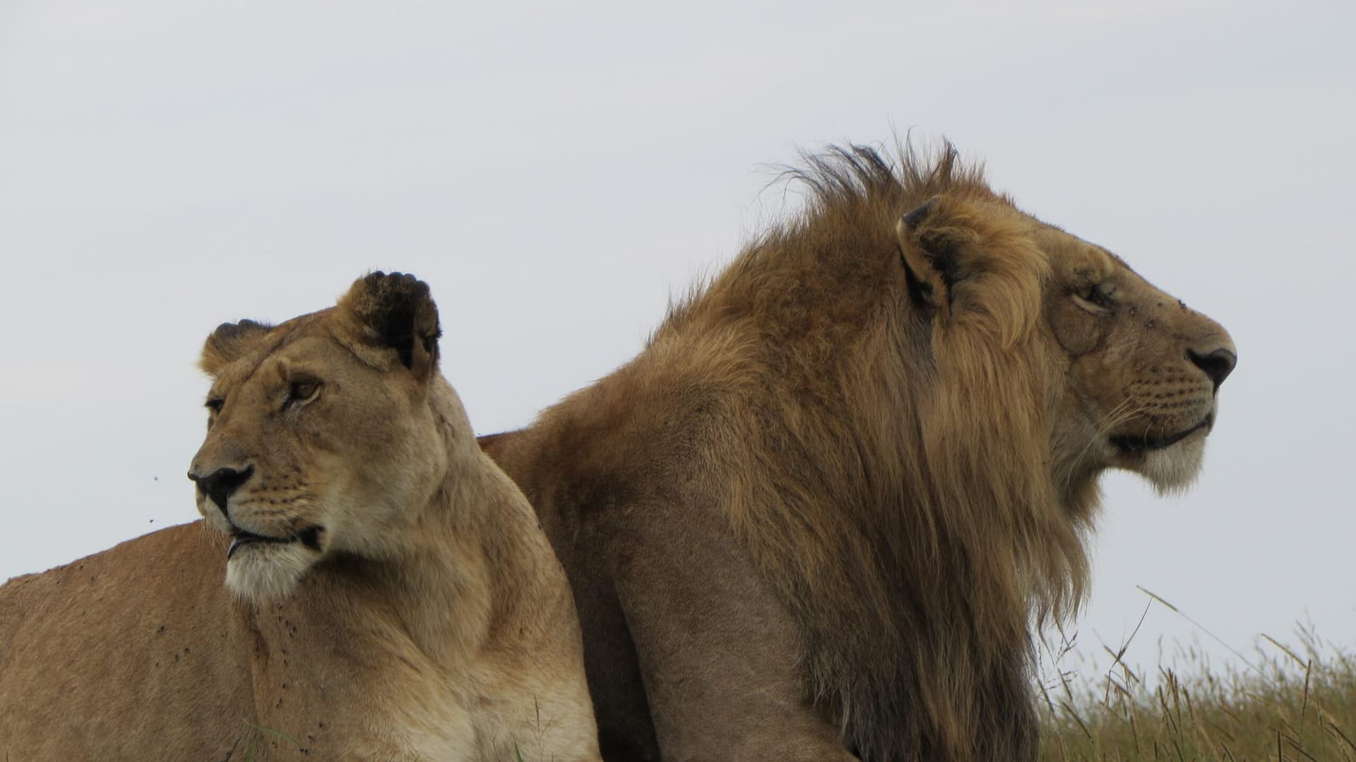 Lions resting in long golden grass