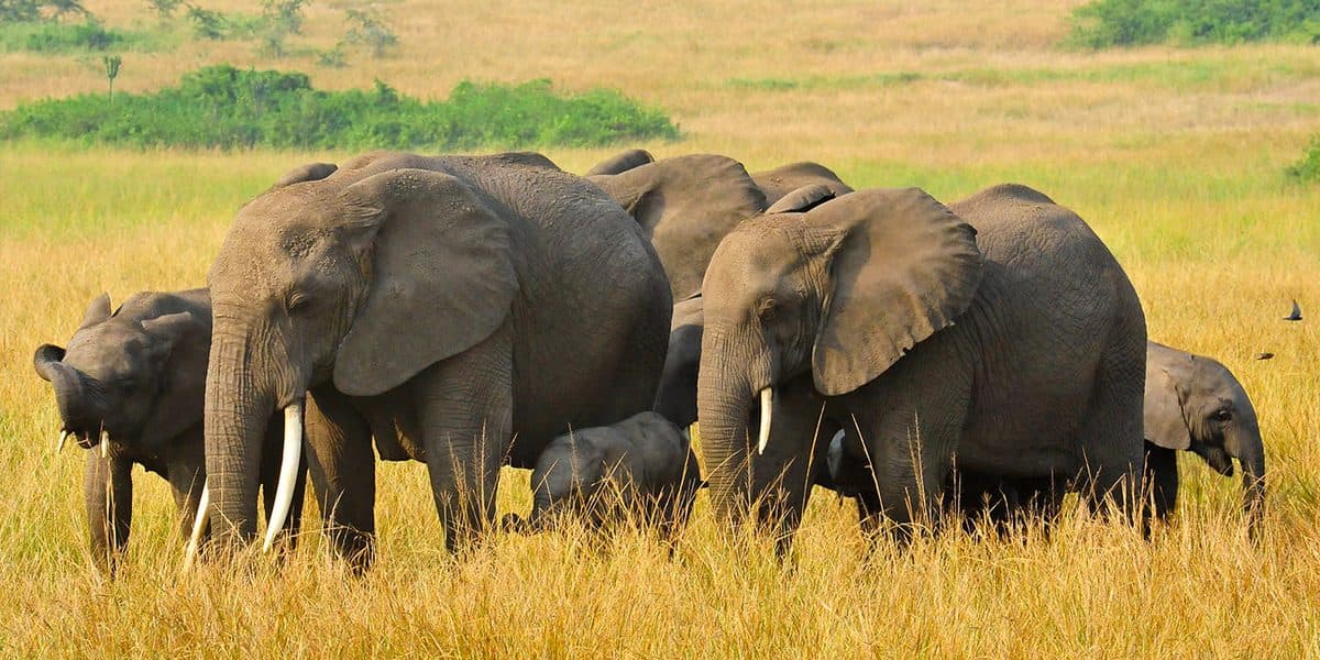 Open green savannah in Uganda's western rift, grazed by antelope