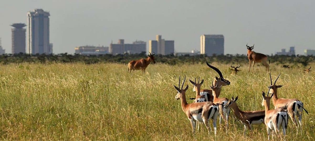 Plains game grazing in Nairobi National Park with the city skyline behind