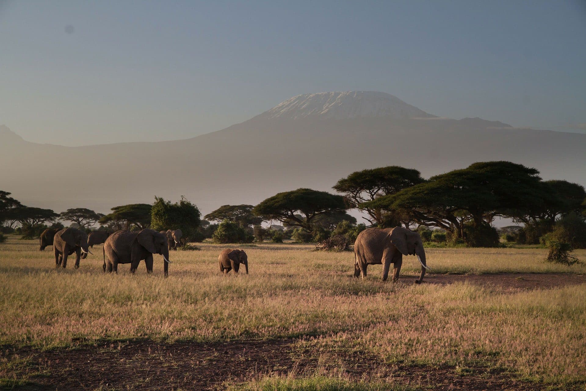 An elephant herd crossing open plains beneath the snow-capped peak of Mount Kilimanjaro