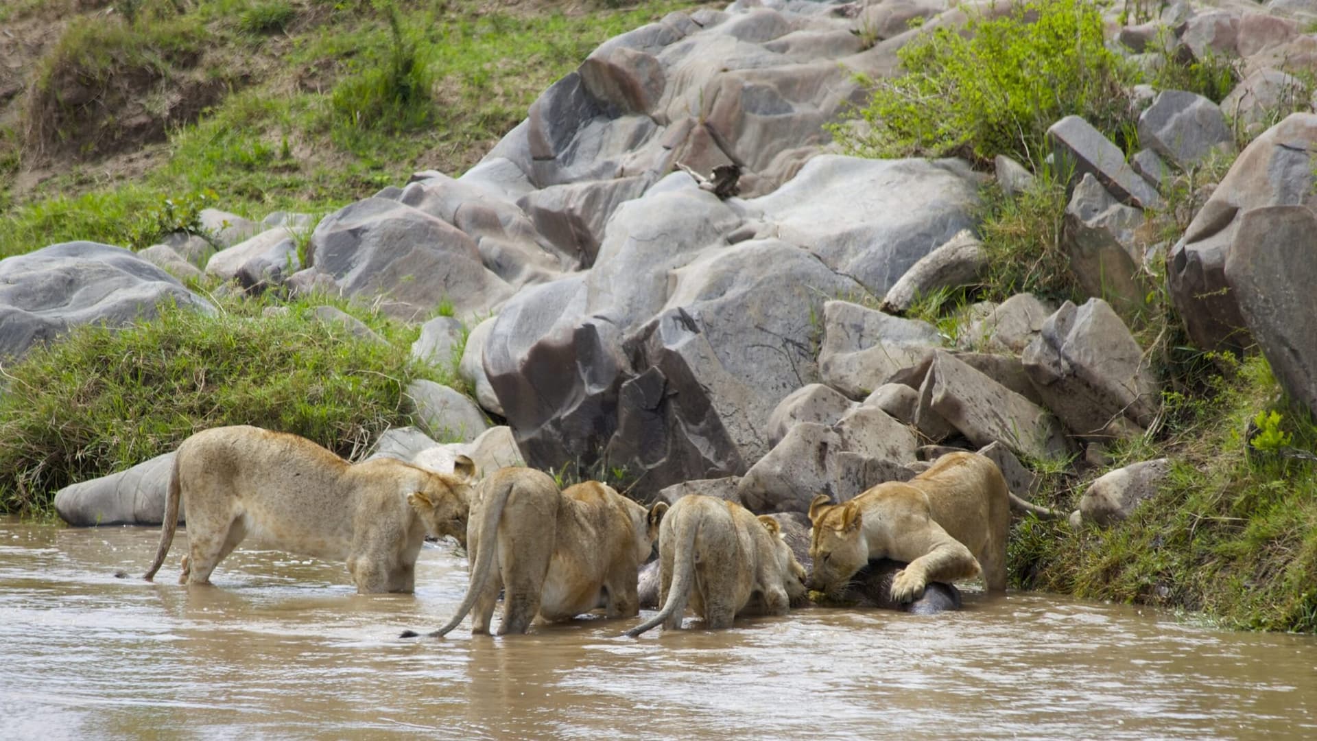 Lions resting in long golden grass