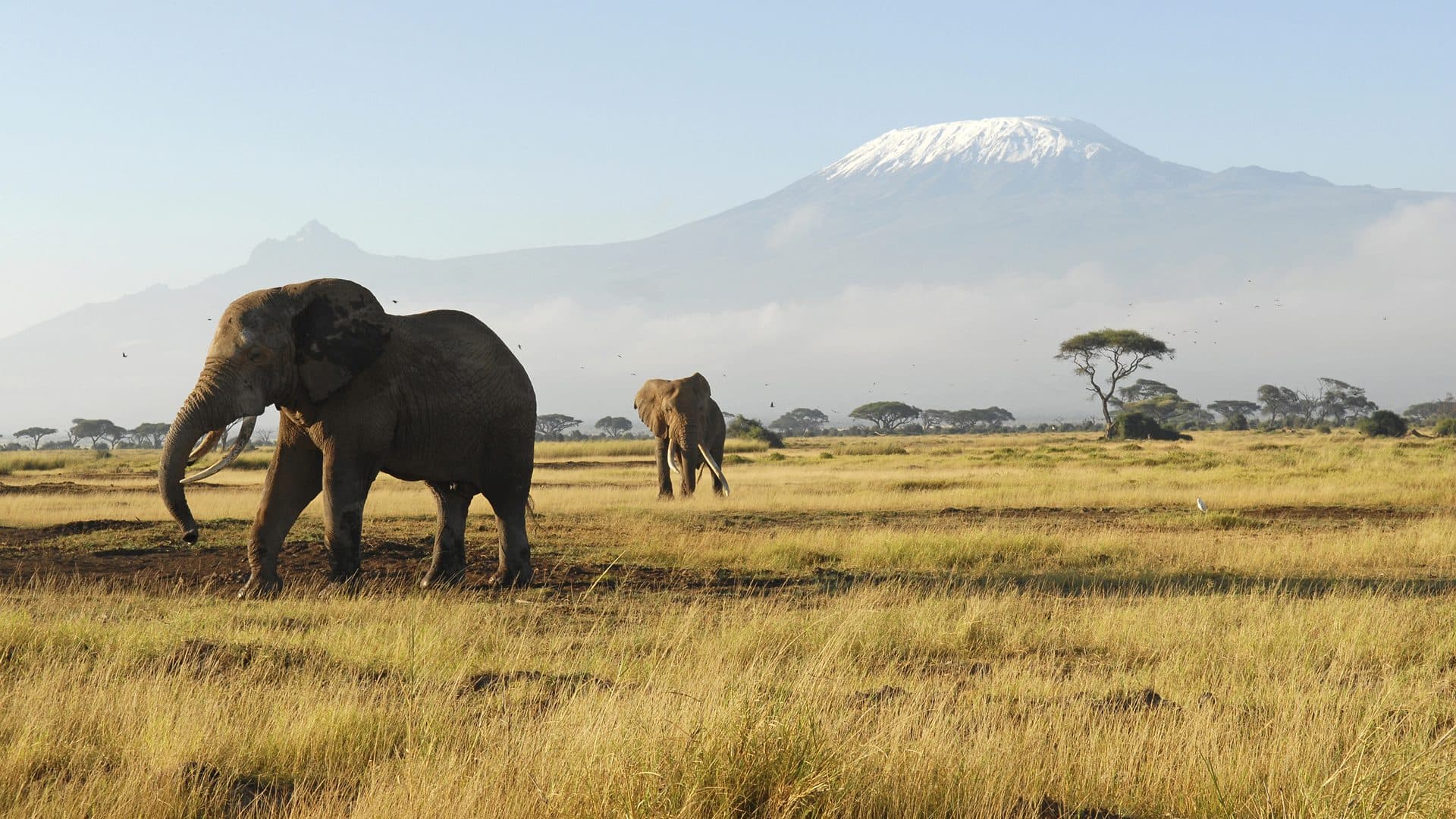 An elephant herd crossing open plains beneath the snow-capped peak of Mount Kilimanjaro