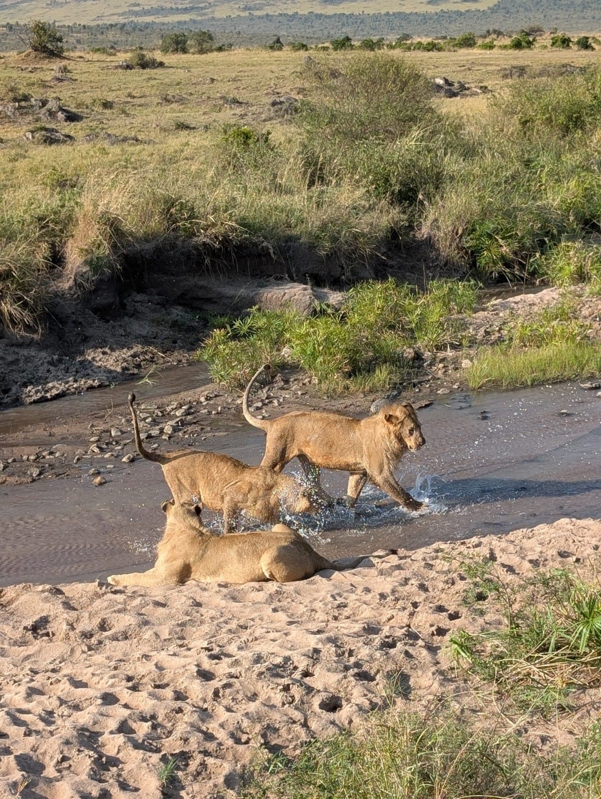 Lions resting in long golden grass