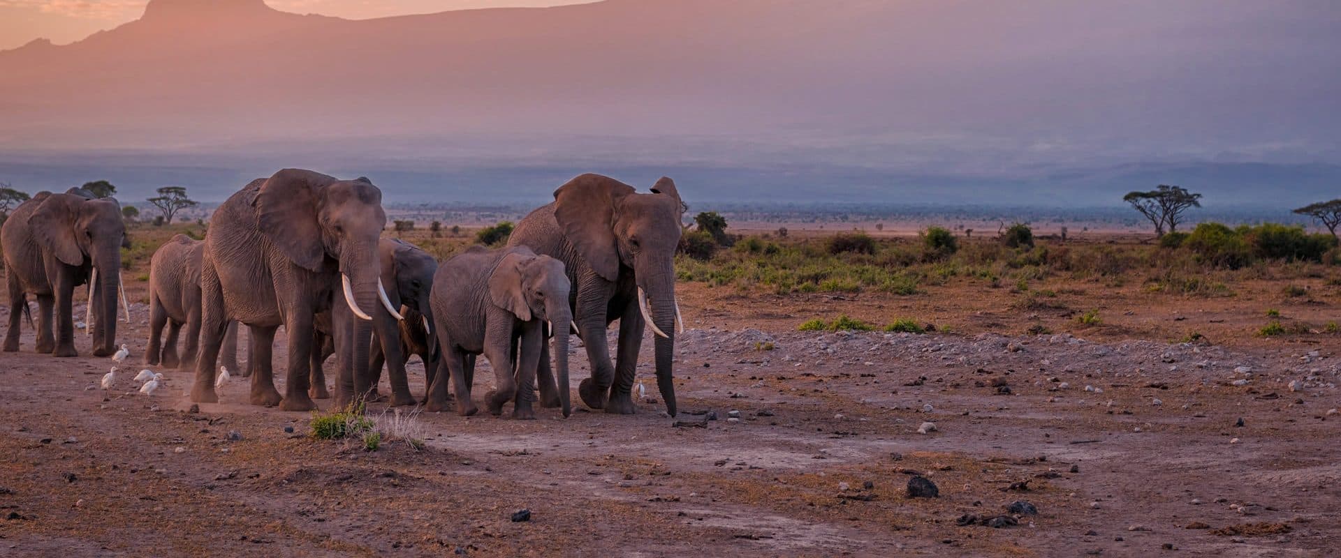 An elephant herd crossing open plains beneath the snow-capped peak of Mount Kilimanjaro