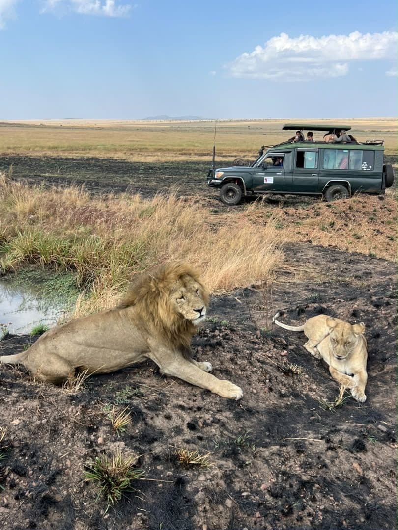Lions resting in long golden grass