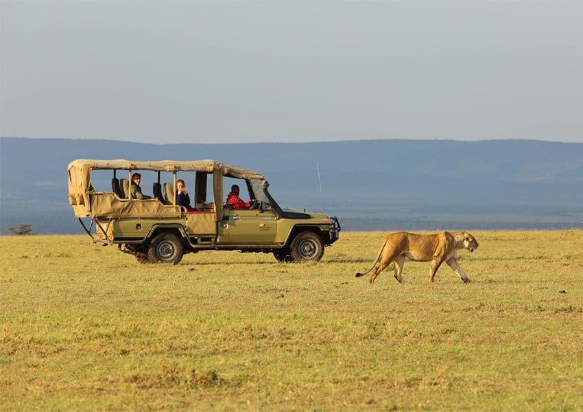 Lions resting in long golden grass