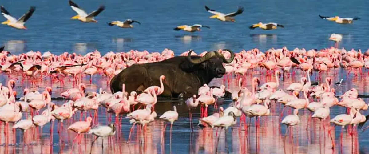 The shoreline of Lake Nakuru with waterbirds gathered on the shallows