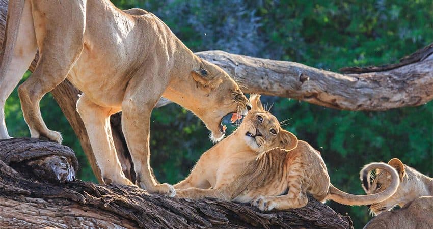 Lions resting in the branches of a tree