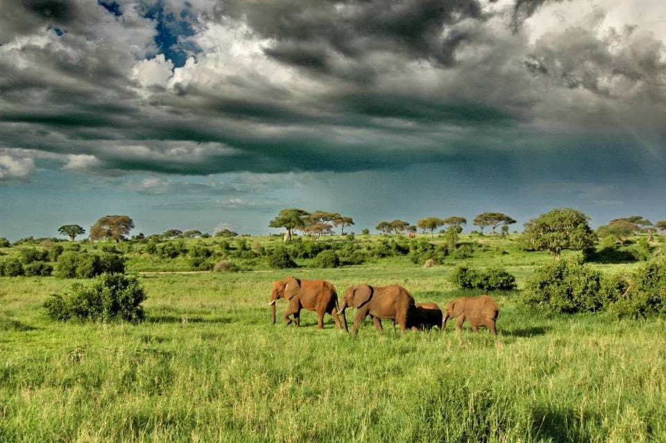 Open Serengeti grassland running unbroken to the horizon beneath a wide sky
