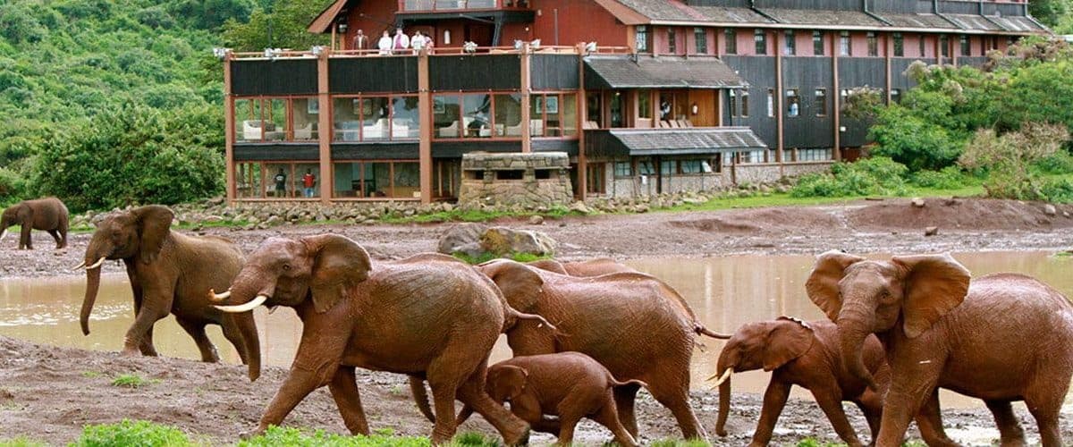 Elephants dusted red after bathing