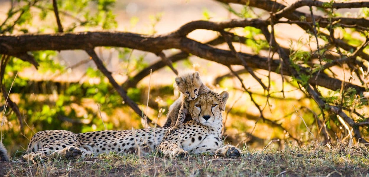 A cheetah watching the plains from raised ground