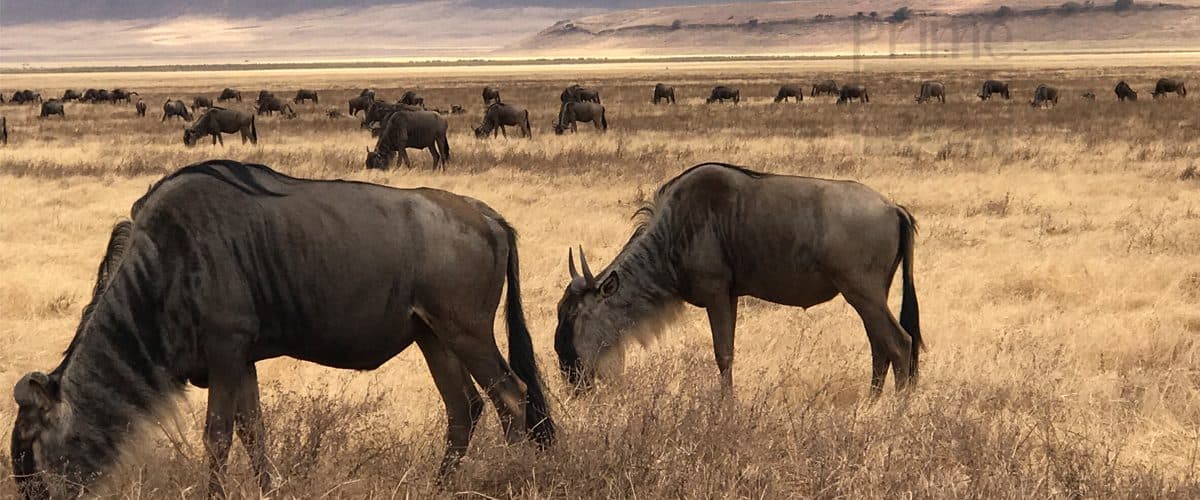 Vast herds of wildebeest and zebra spread across open grassland