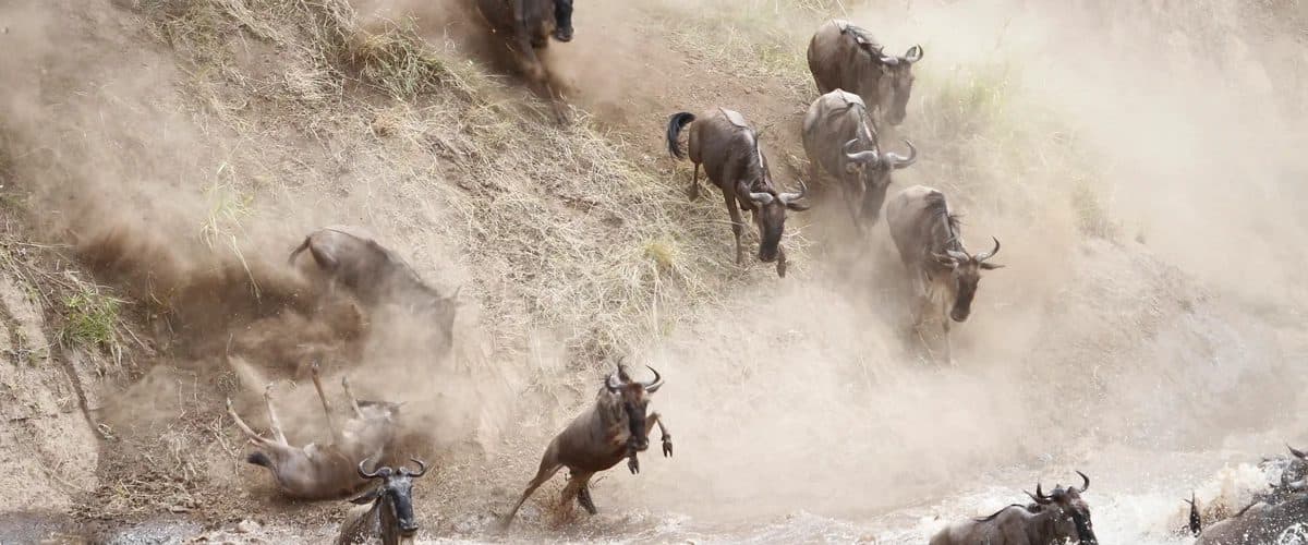 Vast herds of wildebeest and zebra spread across open grassland