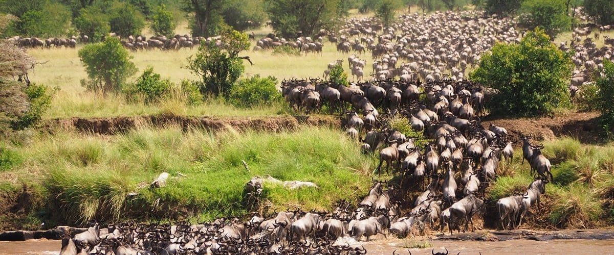 Vast herds of wildebeest and zebra spread across open grassland
