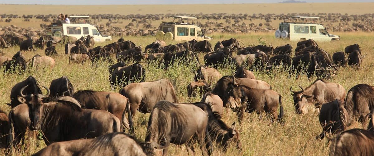 Vast herds of wildebeest and zebra spread across open grassland