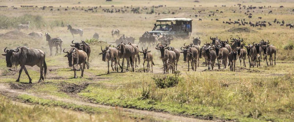 Vast herds of wildebeest and zebra spread across open grassland