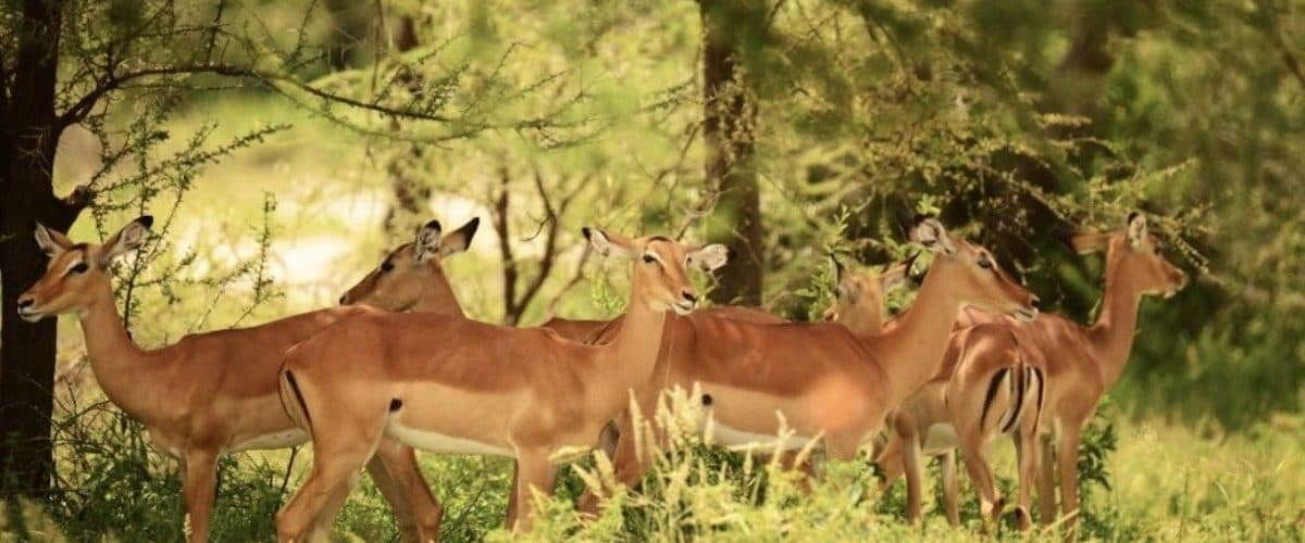 Impala and other antelope in open grassland