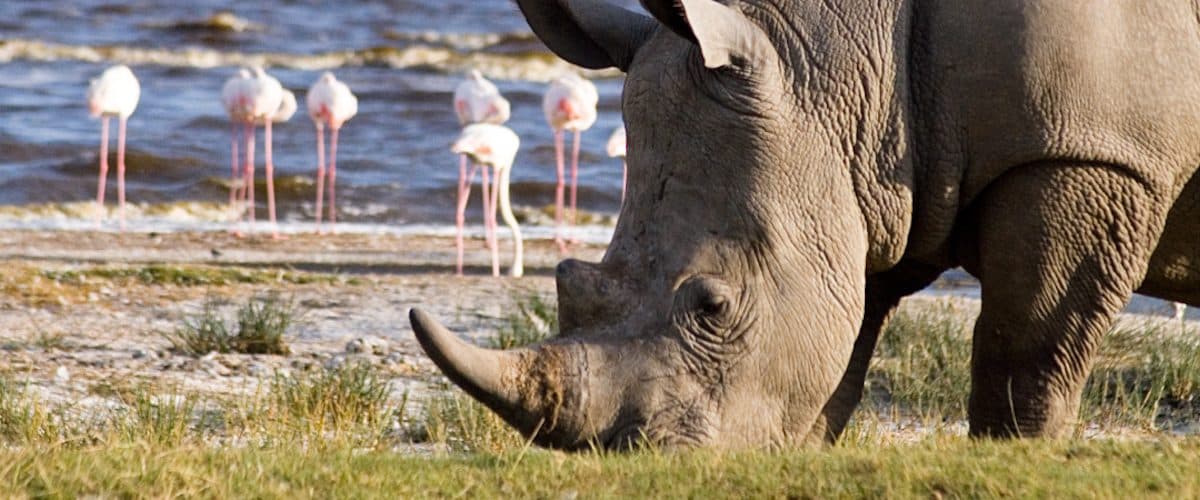 A rhino grazing in open grassland