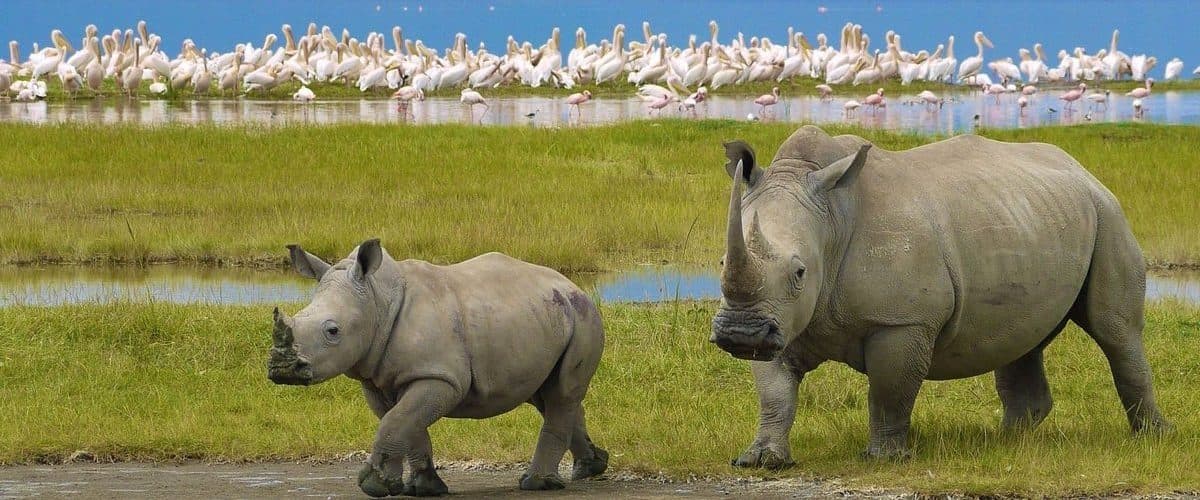A rhino grazing in open grassland
