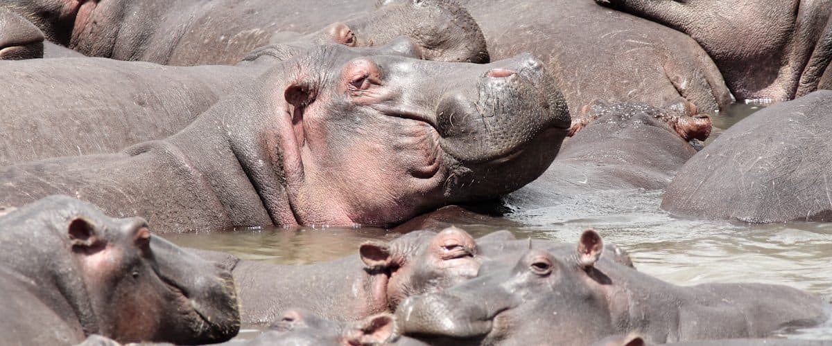 Hippos resting in shallow water