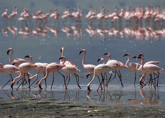 Flamingos wading in the shallows of a soda lake
