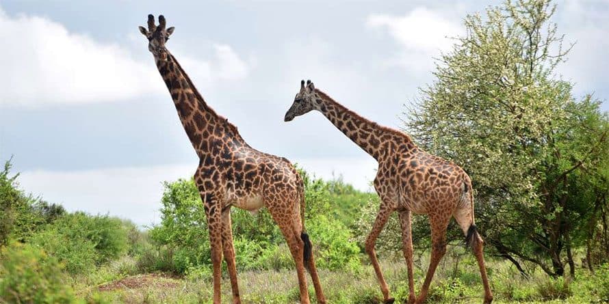 Giraffes browsing among acacia trees