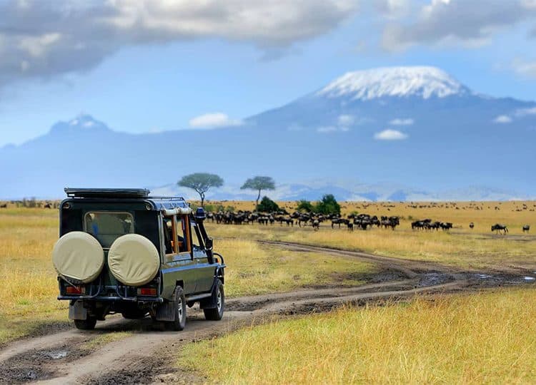 An elephant herd crossing open plains beneath the snow-capped peak of Mount Kilimanjaro