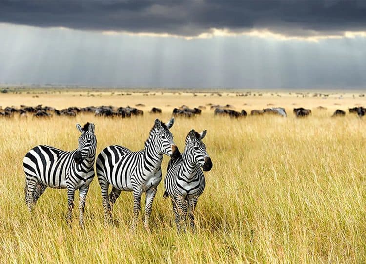 Zebras grazing on open grassland