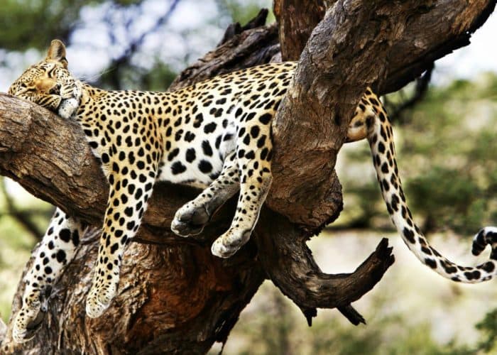 A leopard stretched along a thick tree branch