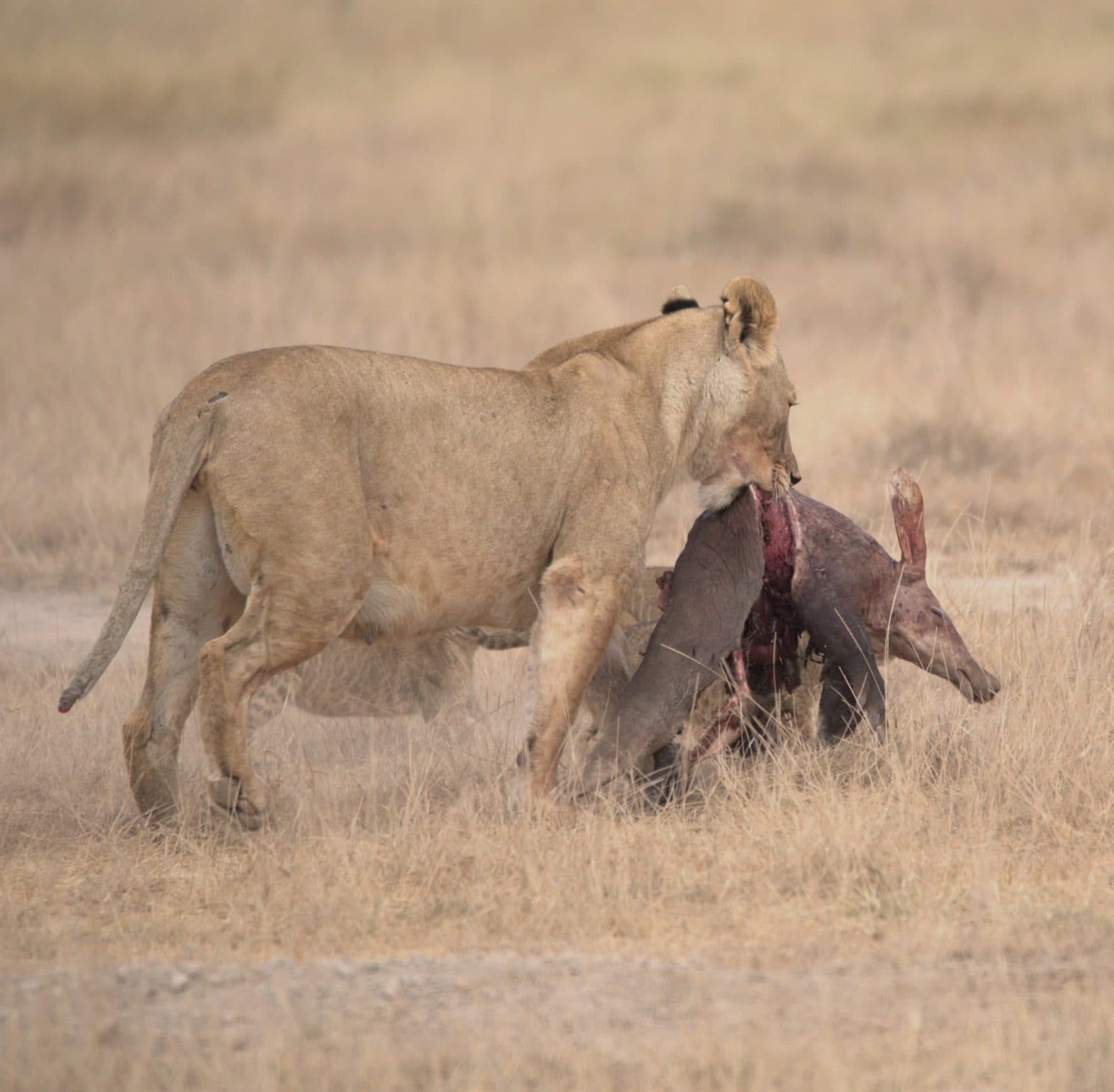 Lions resting in long golden grass