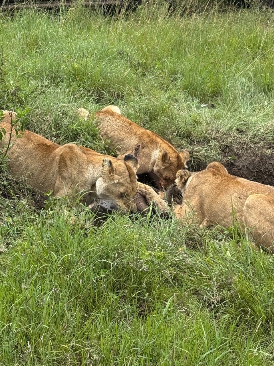 Lions resting in long golden grass