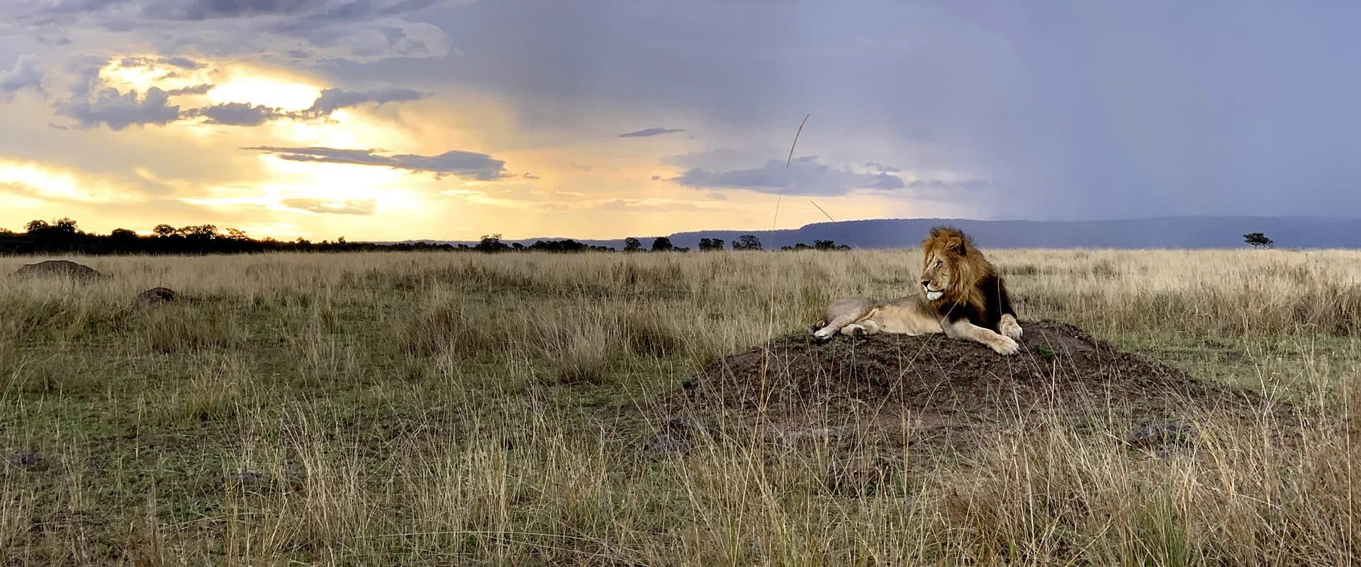 Lions resting in long golden grass