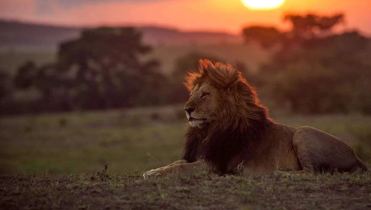 Lions resting in long golden grass