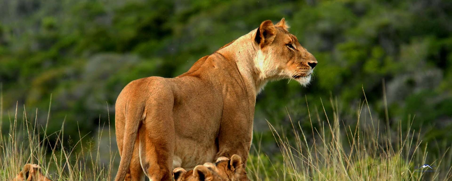 Lions resting in long golden grass