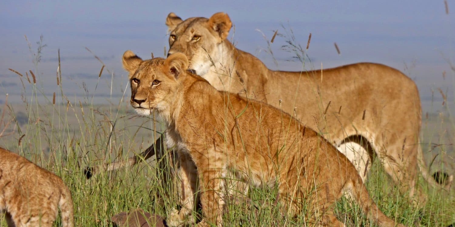 Lions resting in long golden grass