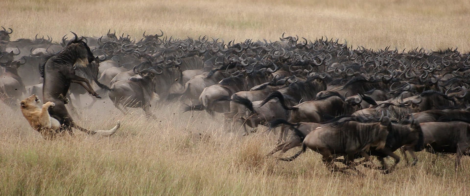Vast herds of wildebeest and zebra spread across open grassland