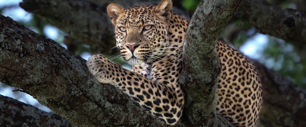 A leopard stretched along a thick tree branch