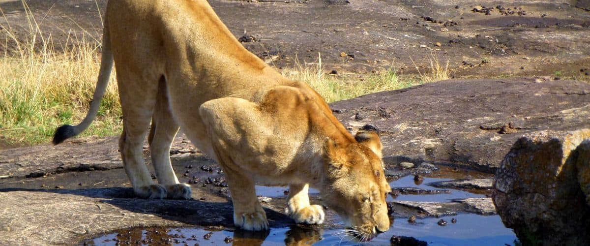 Lions resting in long golden grass