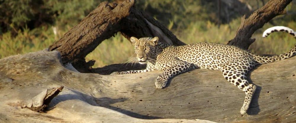 A leopard stretched along a thick tree branch