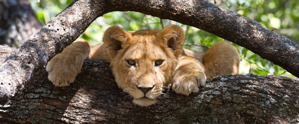 Lions resting in the branches of a tree