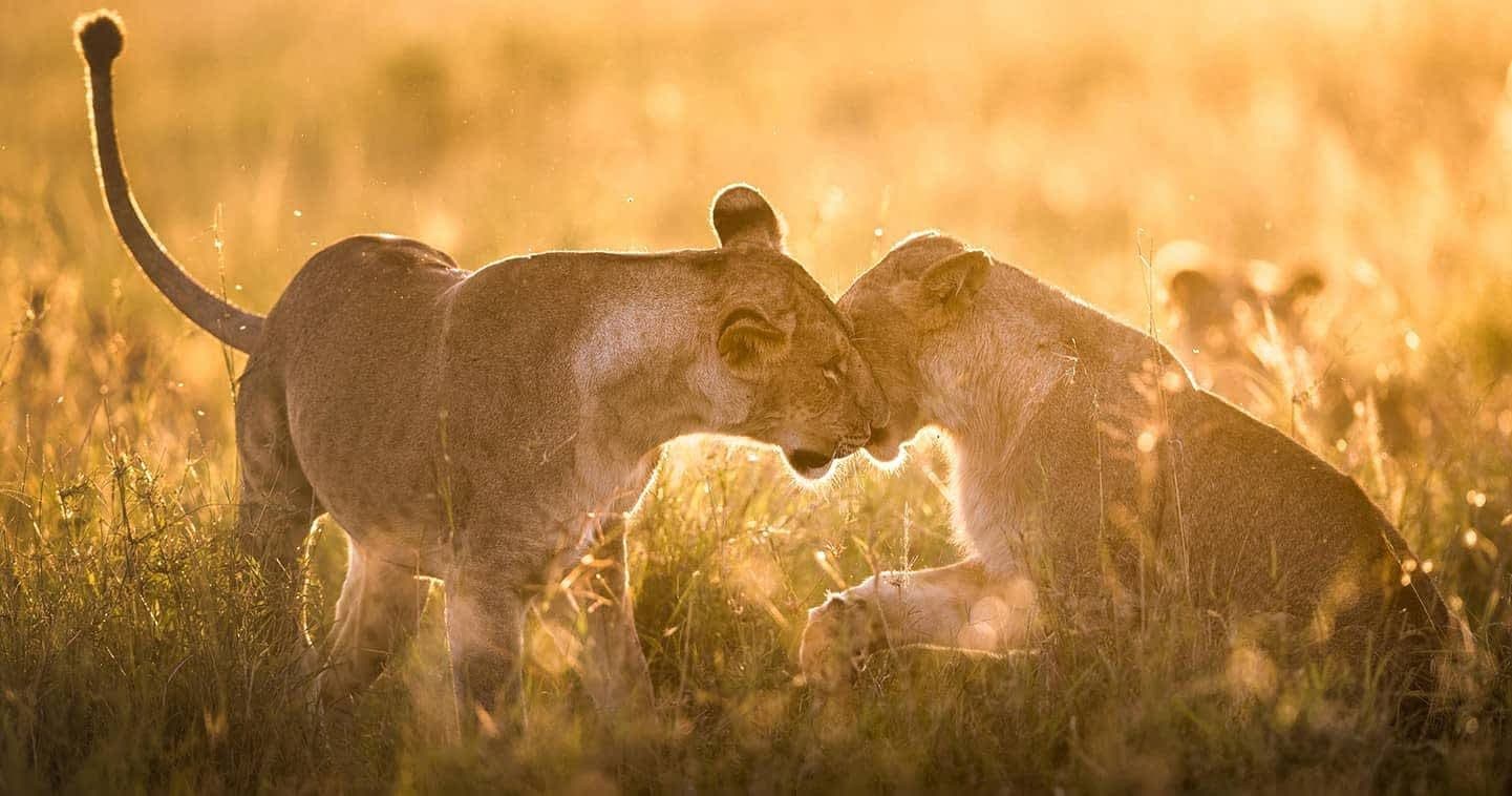 Lions resting in long golden grass