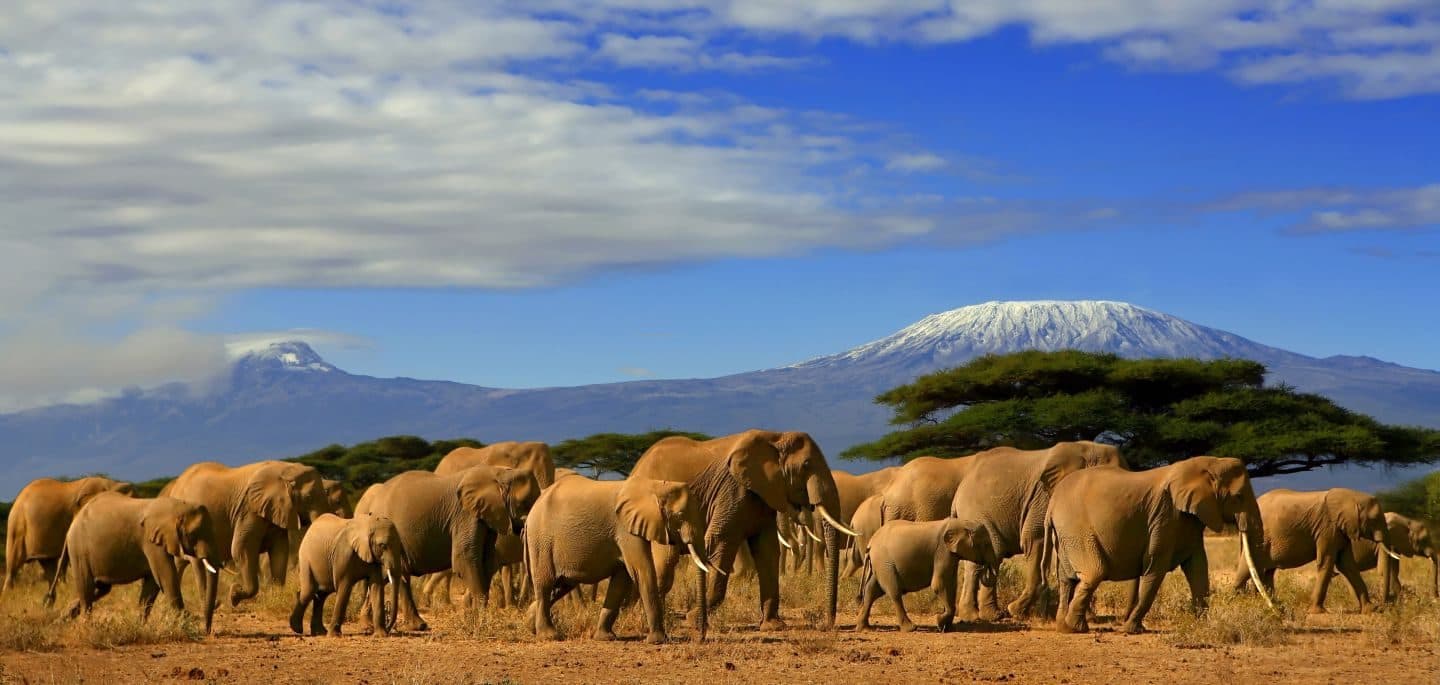 An elephant herd crossing open plains beneath the snow-capped peak of Mount Kilimanjaro
