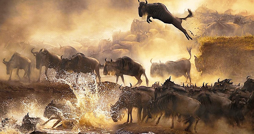 8 DAYS KENYA BUDGET SAFARI MAASAI MARA LAKE NAKURU LAKE NAIVASHA AND AMBOSELI NATIONAL PARK